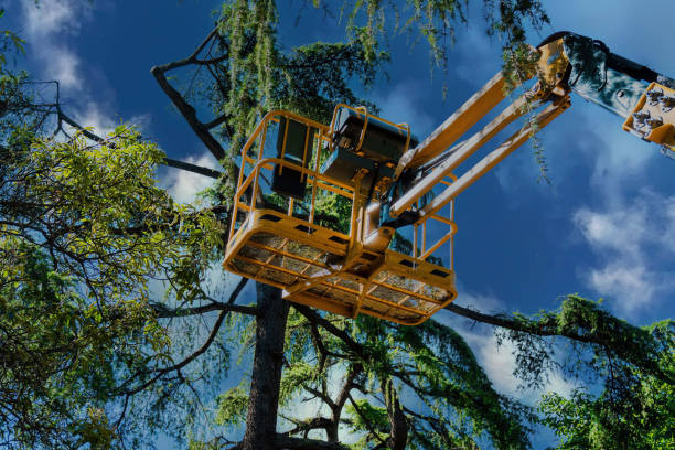 Best Hazardous Tree Removal  in Oakdale, PA